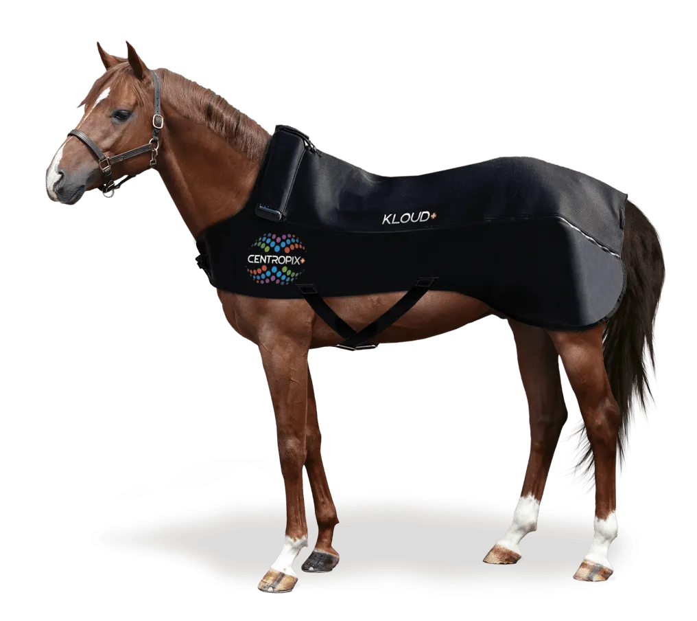 bild_089_horse_2