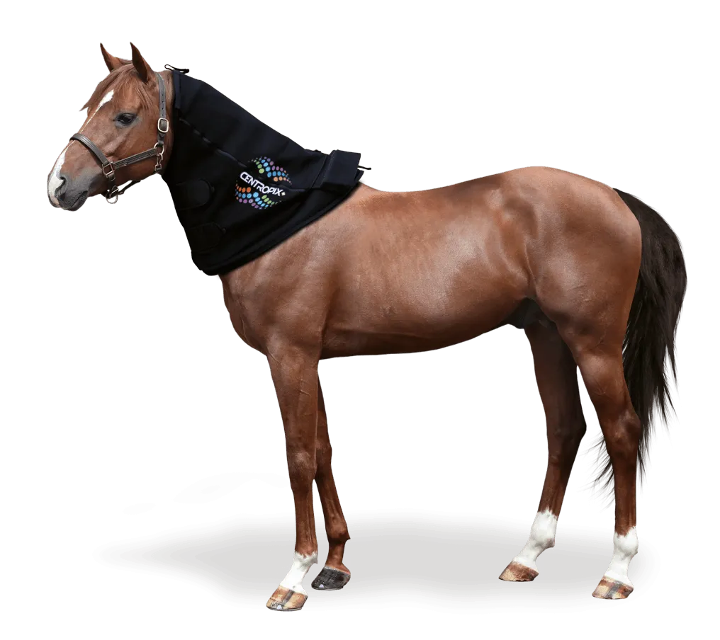 bild_089_horse_3